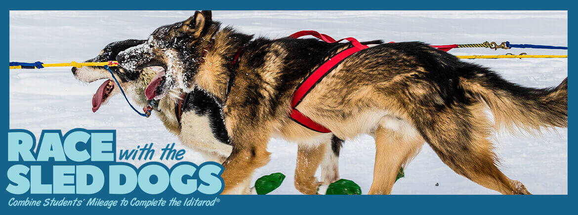 sled dogs running the Iditarod
